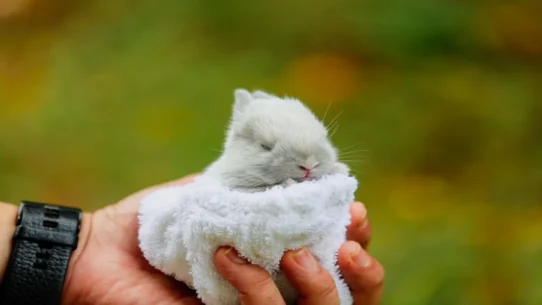 Rabbits Can Swim - Florence Road’s 'Rabbits Can Swim' Plunges Nation Into Aquatic Rabbit Crisis