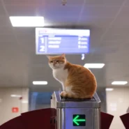 ICE at airports - ICE at Airports: Agency to 'Streamline' Travel, Add 'Emotional Support' Agents