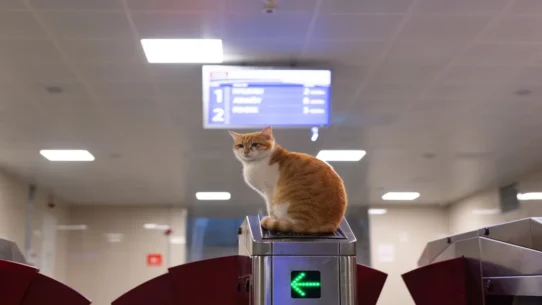 ICE at airports - ICE at Airports: Agency to 'Streamline' Travel, Add 'Emotional Support' Agents