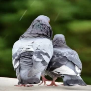 Invisible Iran Talks - Invisible Iran Talks Descend into Interpretive Pigeon Diplomacy