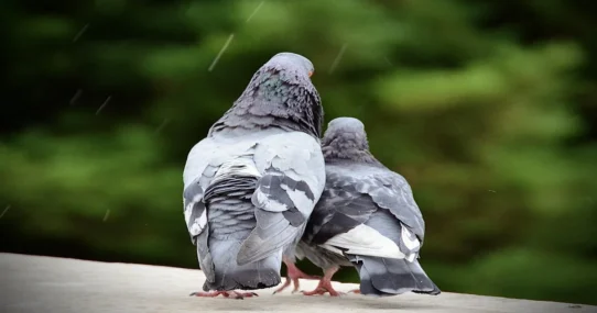 Invisible Iran Talks - Invisible Iran Talks Descend into Interpretive Pigeon Diplomacy