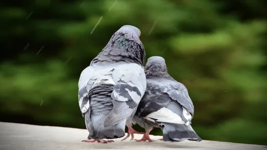 Invisible Iran Talks - Invisible Iran Talks Descend into Interpretive Pigeon Diplomacy