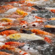 Joseph "Country Joe" McDonald - Joseph "Country Joe" McDonald's Death Triggers Mandatory Daily Fish Cheer