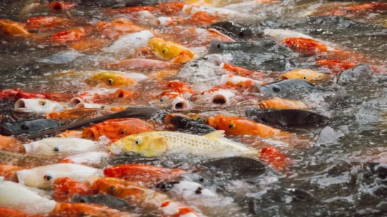 Joseph "Country Joe" McDonald - Joseph "Country Joe" McDonald's Death Triggers Mandatory Daily Fish Cheer