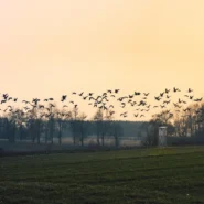 Natalie Wildgoose River Days - Natalie Wildgoose’s ‘River Days’ Causes Nationwide Goose Migration