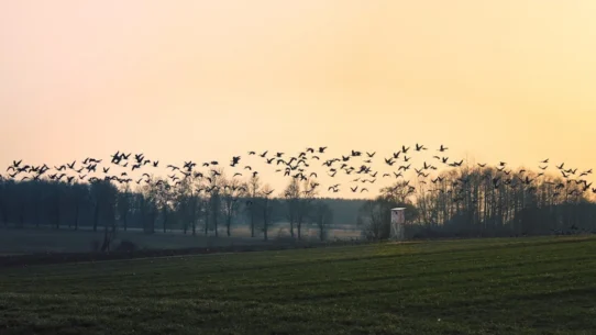 Natalie Wildgoose River Days - Natalie Wildgoose’s ‘River Days’ Causes Nationwide Goose Migration