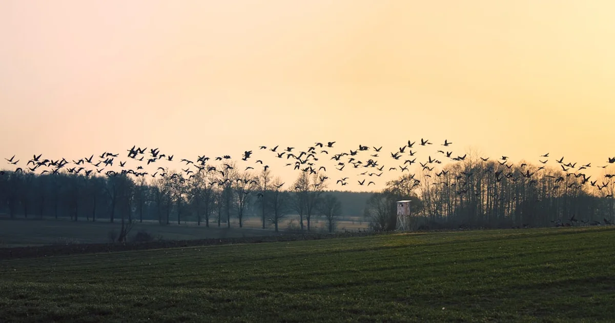 Natalie Wildgoose River Days - Natalie Wildgoose’s ‘River Days’ Causes Nationwide Goose Migration