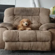 Office Dog - Office Dog's 'Front Row Seat' Sparks Existential Crisis in Cubicle Farms