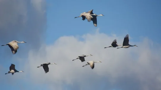 Oil Prices Soar - Oil Prices Soar as Geese Declare War on Tankers in Strait of Hormuz