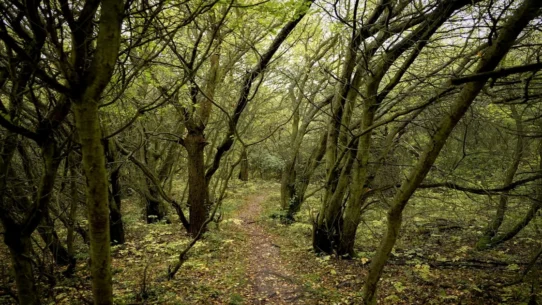 Panopticon new album - Panopticon Details New Album, Promises Existential Dread