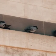 Ratboys deep cuts - Ratboys Rip Through Deep Cuts, Exhausting Local Pigeons