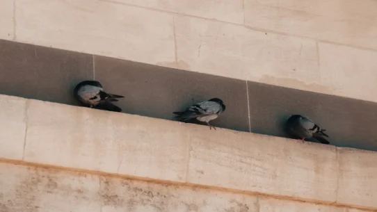 Ratboys deep cuts - Ratboys Rip Through Deep Cuts, Exhausting Local Pigeons