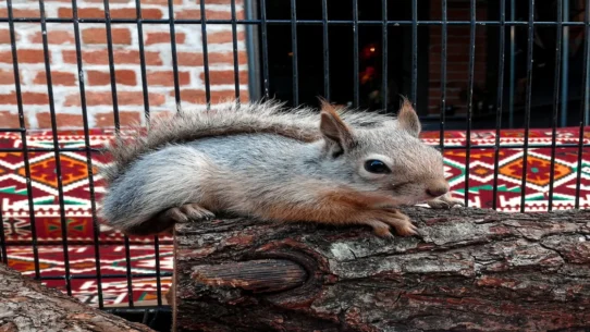FEMA funds ethics trial - Rep. Cherfilus-McCormick's FEMA Funds Ethics Trial Uncovers Lavish Squirrel Sanctuary