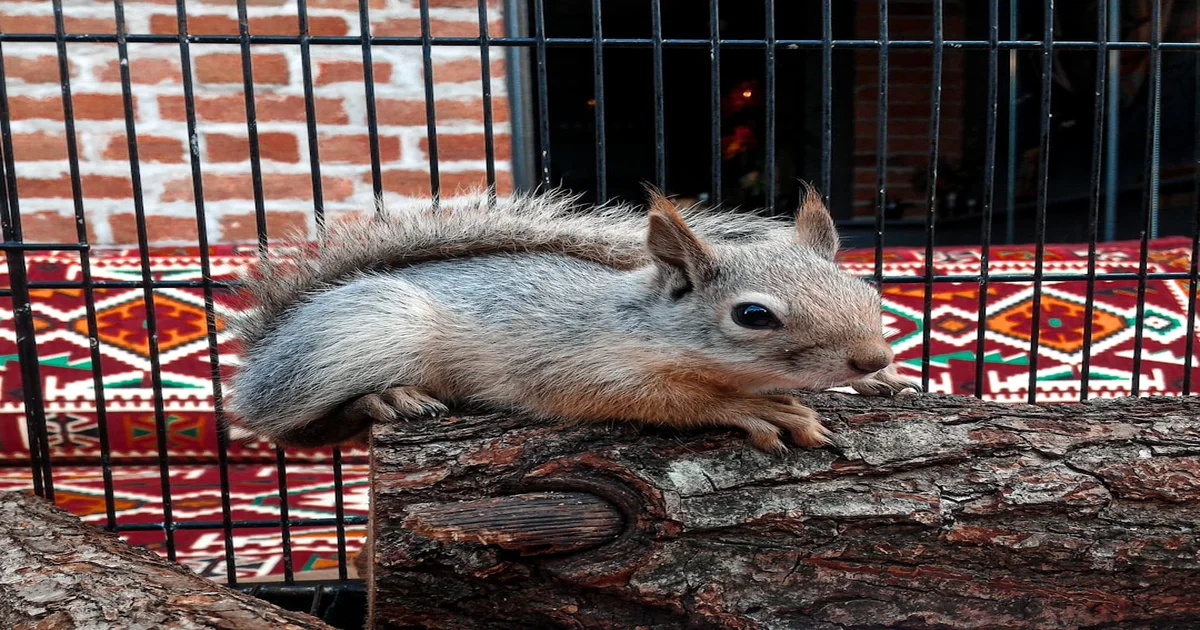 FEMA funds ethics trial - Rep. Cherfilus-McCormick's FEMA Funds Ethics Trial Uncovers Lavish Squirrel Sanctuary