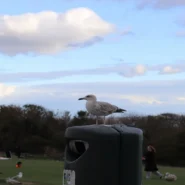 Rubio Hegseth Drones - Rubio, Hegseth Drones Identified as Enthusiastic Birdwatchers