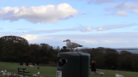 Rubio Hegseth Drones - Rubio, Hegseth Drones Identified as Enthusiastic Birdwatchers