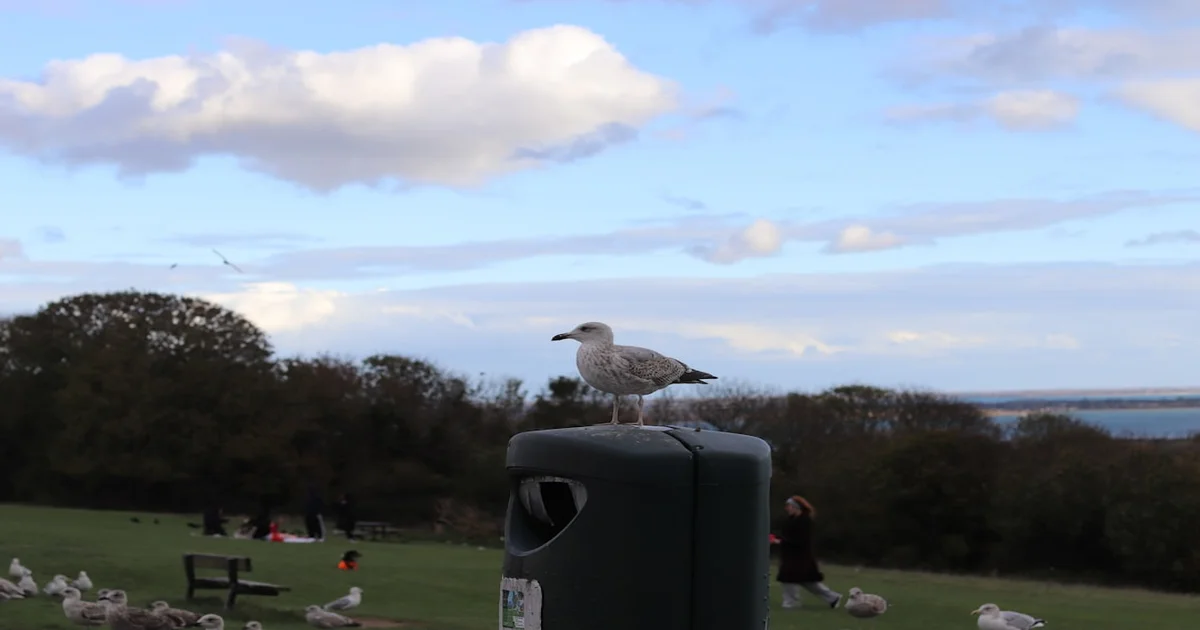 Rubio Hegseth Drones - Rubio, Hegseth Drones Identified as Enthusiastic Birdwatchers