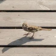 S&P 500 futures - S&P 500 Futures Skyrocket After Traders Misinterpret Birdsong as Peace Accord