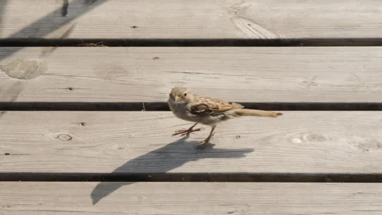 S&P 500 futures - S&P 500 Futures Skyrocket After Traders Misinterpret Birdsong as Peace Accord