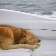 Sanna Marin concedes - Sanna Marin Concedes Finland Election, Cites Exhaustion from Being "Too Cool"