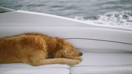 Sanna Marin concedes - Sanna Marin Concedes Finland Election, Cites Exhaustion from Being "Too Cool"