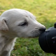 Snoop Dogg Poccets Video - Snoop Dogg’s ‘Stop Counting My Poccets’ Video Alarms Local Accountants