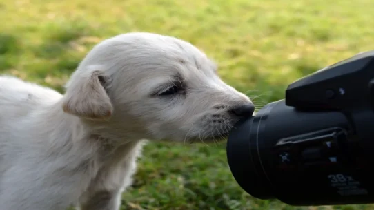 Snoop Dogg Poccets Video - Snoop Dogg’s ‘Stop Counting My Poccets’ Video Alarms Local Accountants