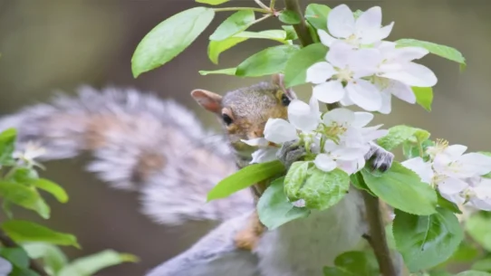 Squirrel Flower Wheels - Squirrel Flower's "Wheels" Unearths Childhood Trauma