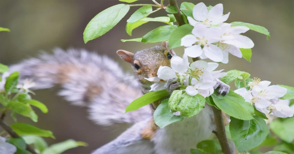 Squirrel Flower Wheels - Squirrel Flower's "Wheels" Unearths Childhood Trauma