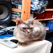 Pussycat Dolls Hits - The Pussycat Dolls Confess Hits Were Just Everyday Noise