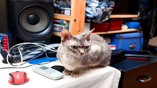 Pussycat Dolls Hits - The Pussycat Dolls Confess Hits Were Just Everyday Noise