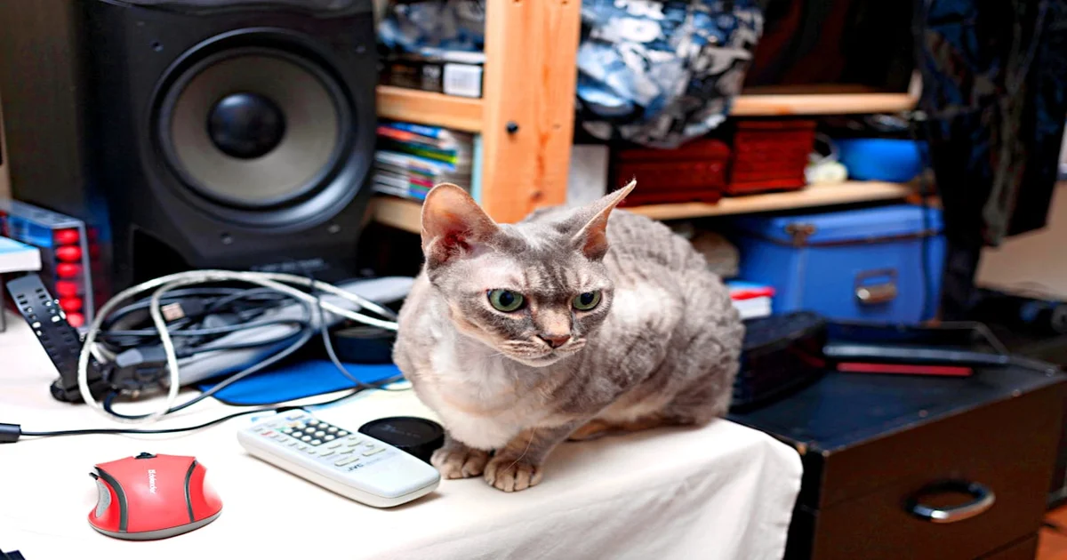 Pussycat Dolls Hits - The Pussycat Dolls Confess Hits Were Just Everyday Noise