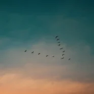 Birds of Paradise - Thomas Dollbaum Taps MJ Lenderman for Bird-Themed Drum Duty