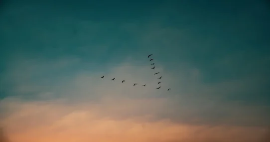 Birds of Paradise - Thomas Dollbaum Taps MJ Lenderman for Bird-Themed Drum Duty