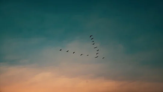 Birds of Paradise - Thomas Dollbaum Taps MJ Lenderman for Bird-Themed Drum Duty