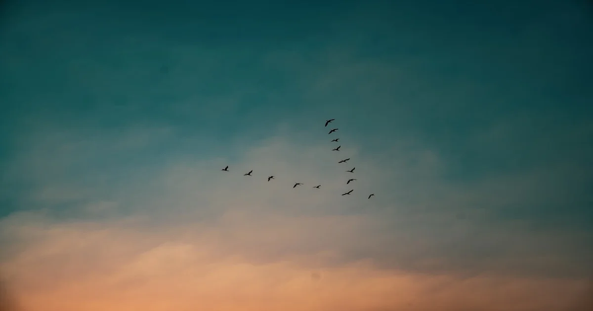 Birds of Paradise - Thomas Dollbaum Taps MJ Lenderman for Bird-Themed Drum Duty