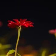 Venus In The Zinnia - Aldous Harding's "Venus In The Zinnia" Unveils Ancient Secret