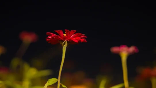 Venus In The Zinnia - Aldous Harding's "Venus In The Zinnia" Unveils Ancient Secret