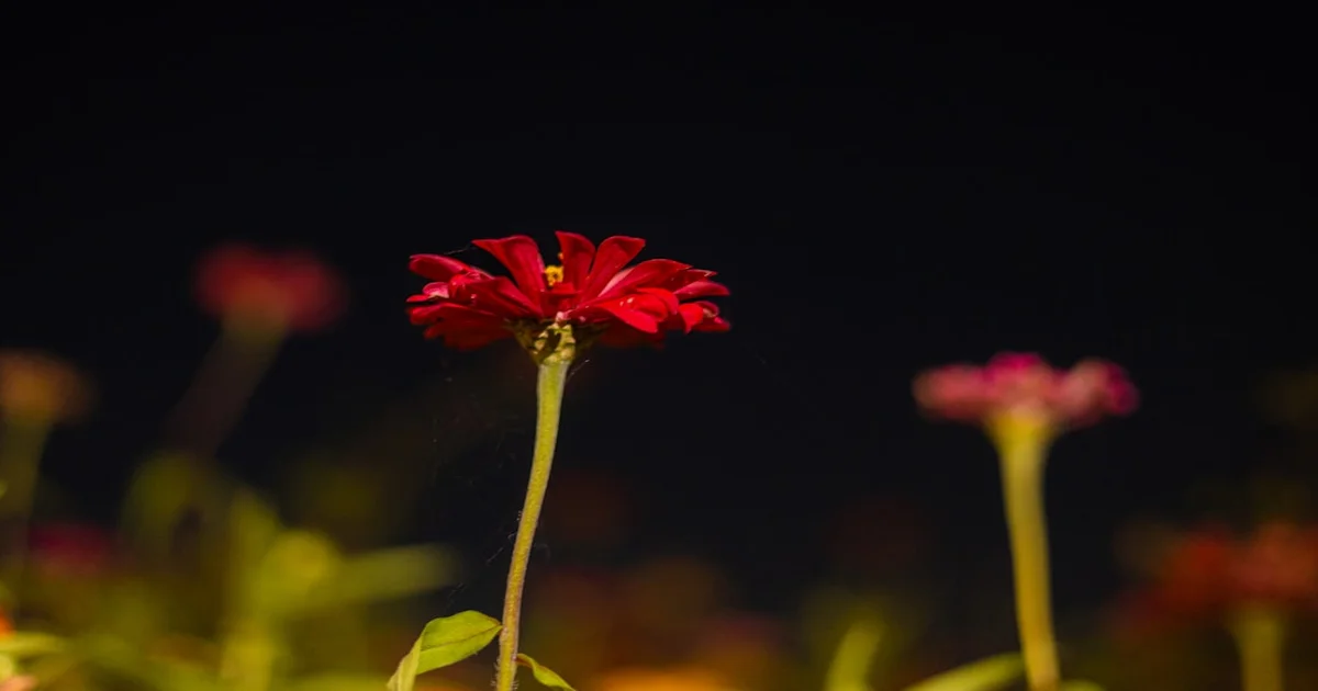 Venus In The Zinnia - Aldous Harding's "Venus In The Zinnia" Unveils Ancient Secret