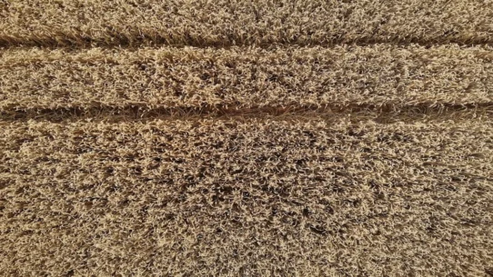 Lines In The Carpet - Ashley McBryde's "Lines In The Carpet" Single Manifests Literal Floor Patterns Nationwide