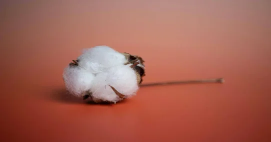 BCMC Stash - BCMC Unveils 'Stash,' Album Crafted Entirely From Lint