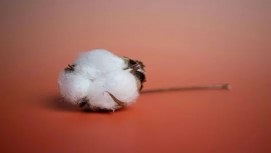 BCMC Stash - BCMC Unveils 'Stash,' Album Crafted Entirely From Lint