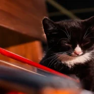 Coachella Friday Livestream - Coachella Friday Livestream Goes Viral After Accidental Cat Video Broadcast