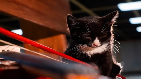 Coachella Friday Livestream - Coachella Friday Livestream Goes Viral After Accidental Cat Video Broadcast