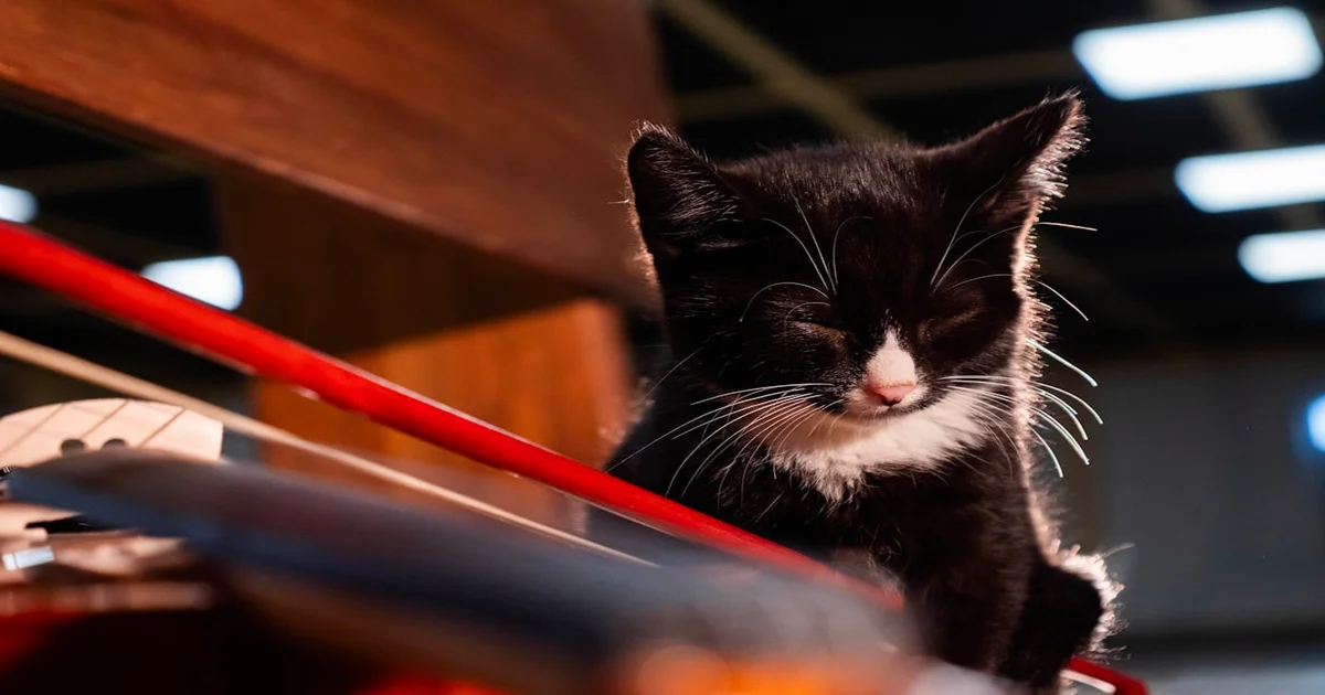 Coachella Friday Livestream - Coachella Friday Livestream Goes Viral After Accidental Cat Video Broadcast