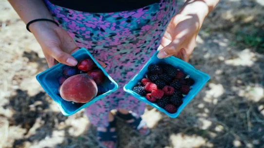 Finland PM Defeat - Finland's PM's Defeat Blamed on Subpar Berry Picking Etiquette