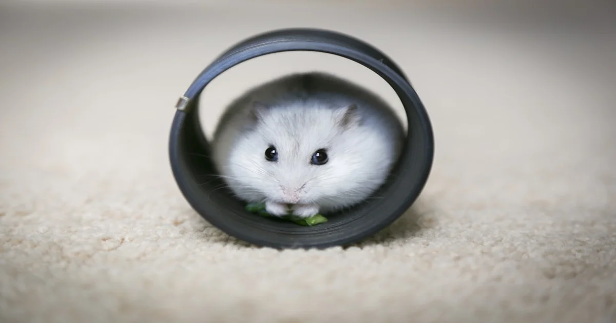 Missing F-15 Crewman - Global Powers Unite in Search for Missing F-15 Crewman's Emotional Support Hamster
