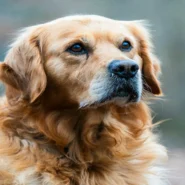 Paramount takeover - Gulf Funds Back Paramount Takeover, Demand 100% Golden Retriever Content