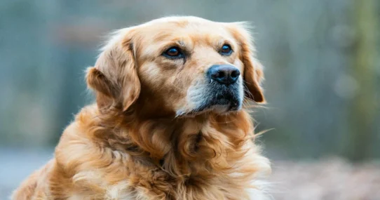 Paramount takeover - Gulf Funds Back Paramount Takeover, Demand 100% Golden Retriever Content