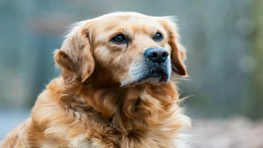 Paramount takeover - Gulf Funds Back Paramount Takeover, Demand 100% Golden Retriever Content